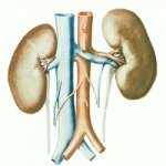 Основные методы очищения почек