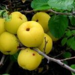 Айва японская полезные свойства