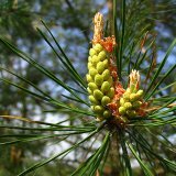 Сосновые почки лечебные свойства