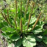 Трава подорожник лечебное свойство