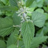 Народная медицина лечение крапивой