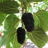 Применение шелковицы черной в народной медицине