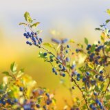 Способы применения тёрна дикого в народной медицине