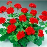 Полезные свойства эфирного масла герани