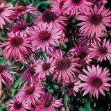 Как лечиться препаратами травы эхинацеи