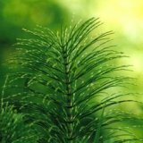 Лечебные свойства хвоща полевого