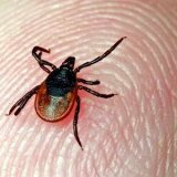 Укус опасного клеща для человека