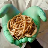 Народные средства для лечения паразитов в организме