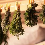 Растения применяемые при заболеваниях органов дыхания