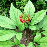 Травы укрепляющие иммунную систему