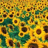 Полезные свойства растения подсолнух