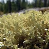 В чем польза исландского мха для организма