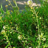 Полезные свойства пастушьей сумки