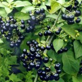 Полезные свойства паслёна чёрного