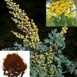 Очищение организма противопаразитарными средствами