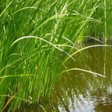 Аир болотный в народной медицине