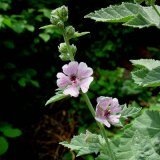 Лечебные свойства алтея лекарственного