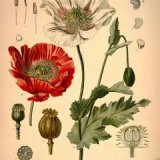 Лекарственное растение мак снотворный