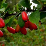 Полезные свойства барбариса обыкновенного