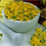 Растение зверобой в домашней аптечке