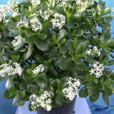 Лечебные свойства денежного дерева