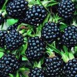 Ежевика полезна для здоровья человека