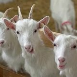 Народная медицина козий жир