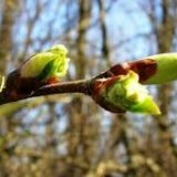 Какую пользу приносят весенние почки